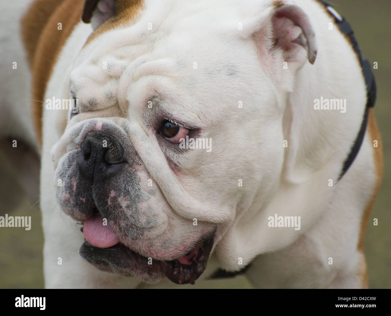 Portrait d'un bulldog Anglais Banque D'Images