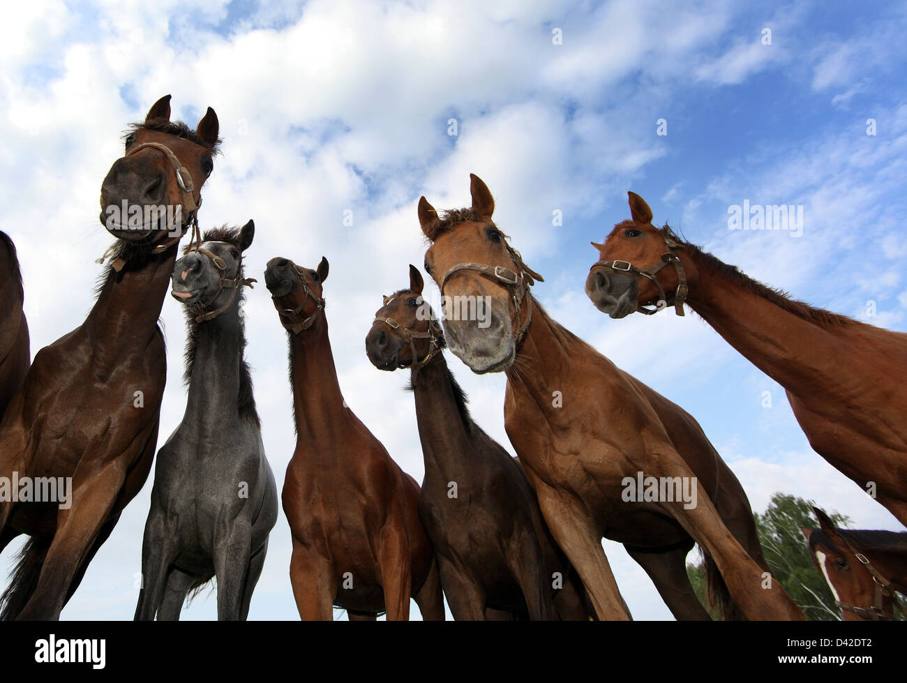 Görlsdorf, Allemagne, des chevaux à partir de la perspective de grenouille en mode portrait Banque D'Images