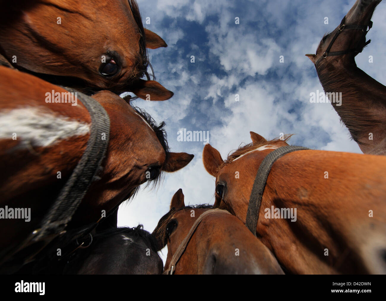 Görlsdorf, Allemagne, des chevaux à partir de la perspective de grenouille en mode portrait Banque D'Images