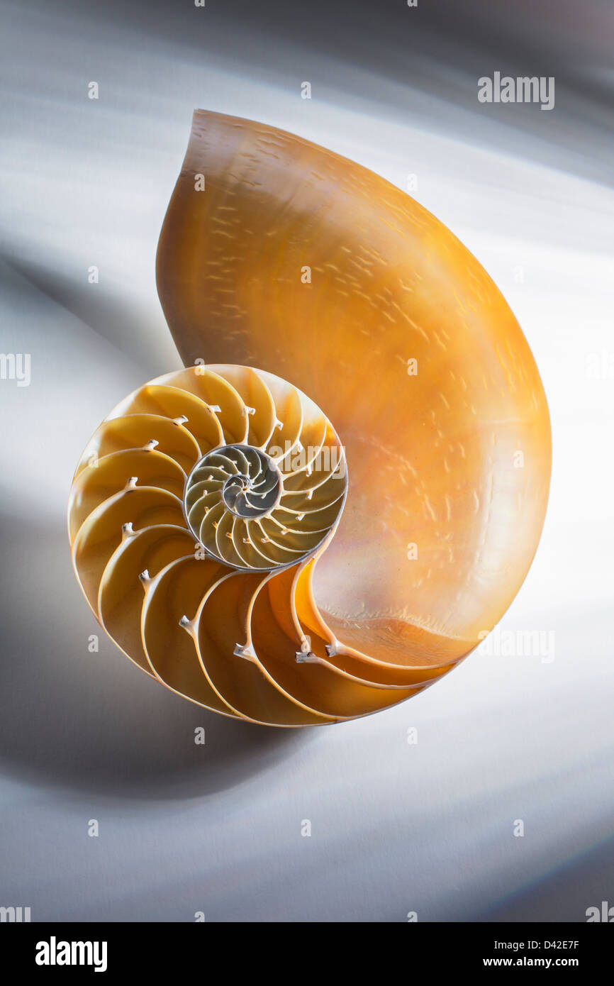 Nautilus Shell traversée dans la moitié montrant le Nautilus Pompilus,chambres,genre Nautilus Banque D'Images
