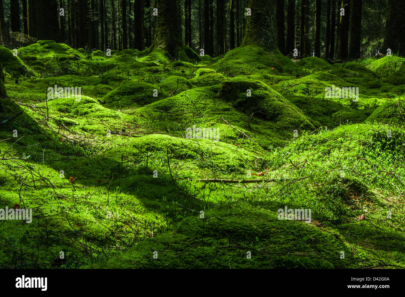 Soleil Vert tacheté de monticules recouverts de forêts de pins sur marbre Banque D'Images