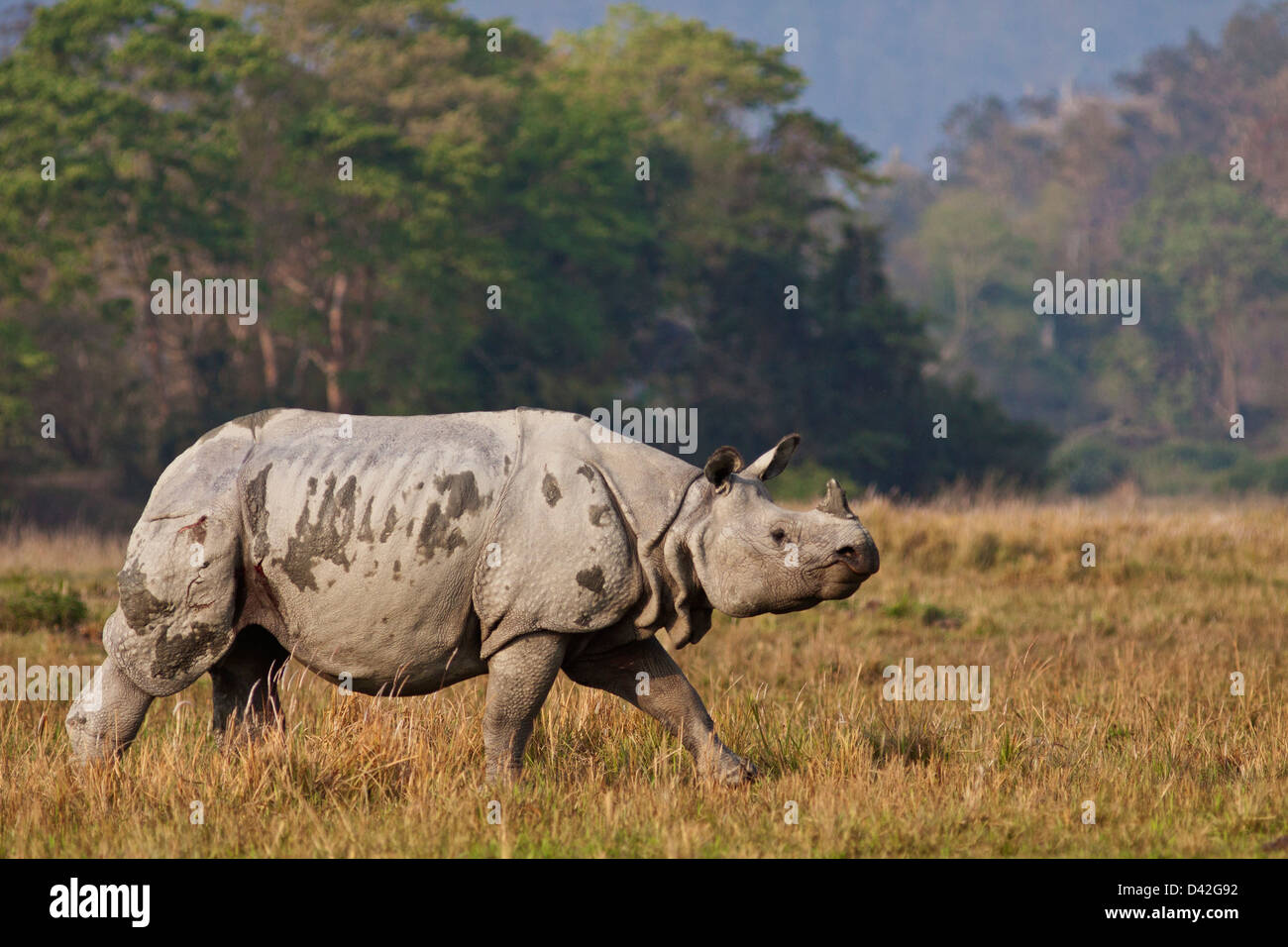 Un rhinocéros unicornes en déplacement, le parc national de Kaziranga, Inde. Banque D'Images