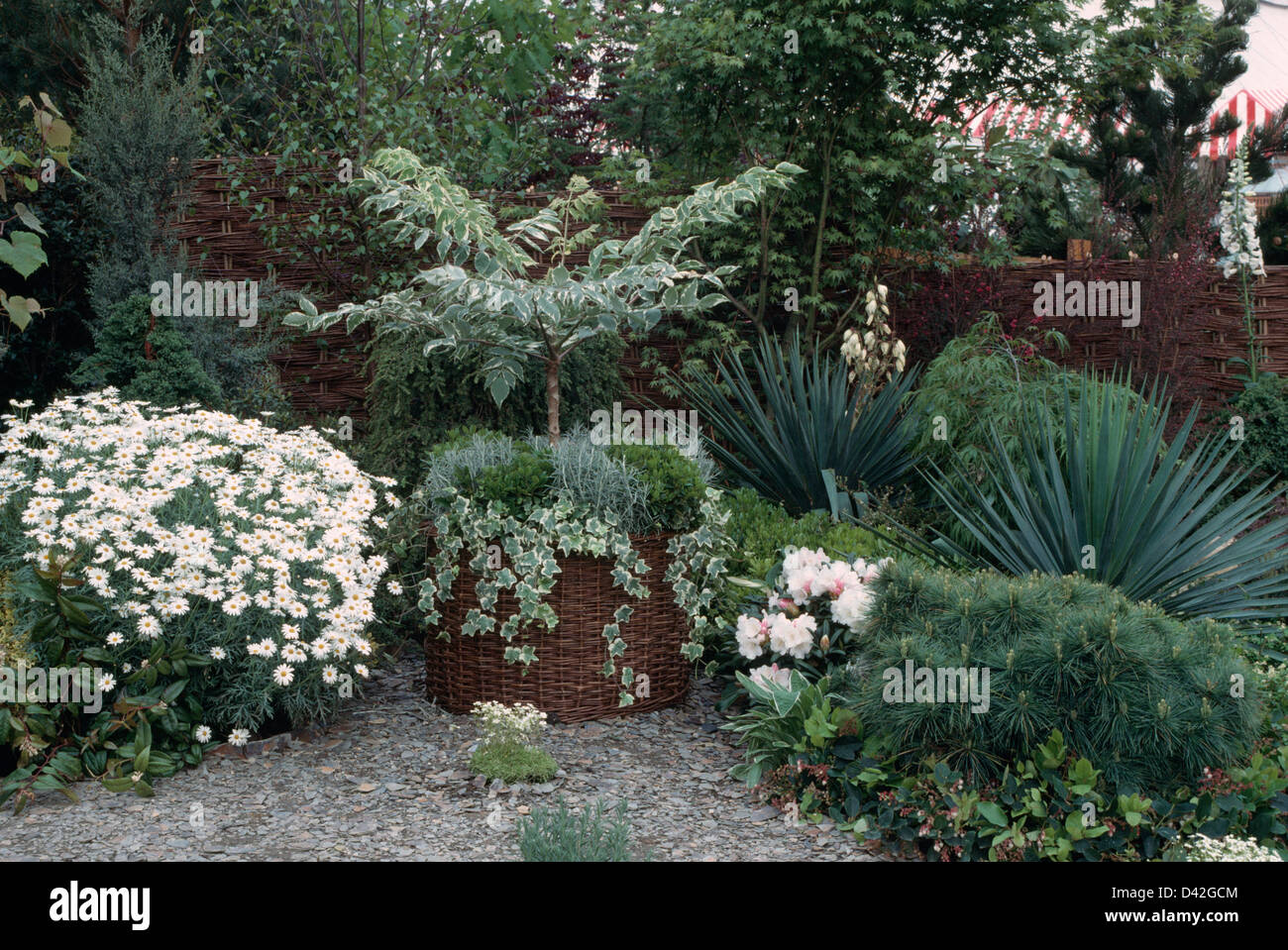 Argyranthème blanc à côté petit arbre en pot planté de lavande lierre et de suivi en ville avec jardin de conifères à croissance lente Banque D'Images