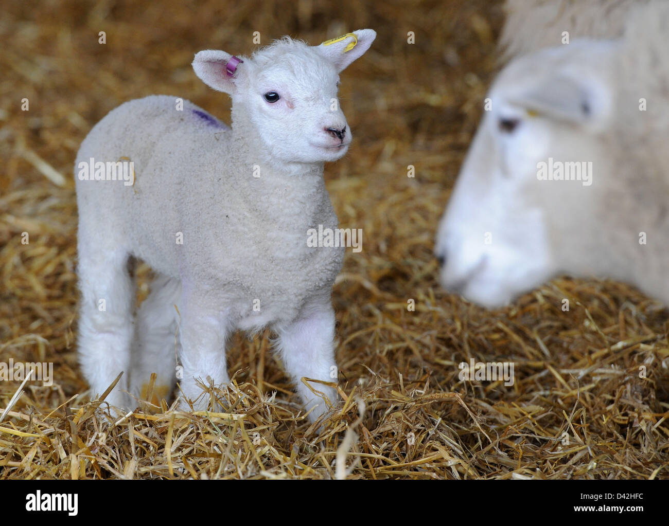 L Agneau L Agnelage Des Moutons Des Agneaux Bebe Photo Stock Alamy L Agneau L Agnelage Des Moutons Des Agneaux Bebe Photo Stock Alamy