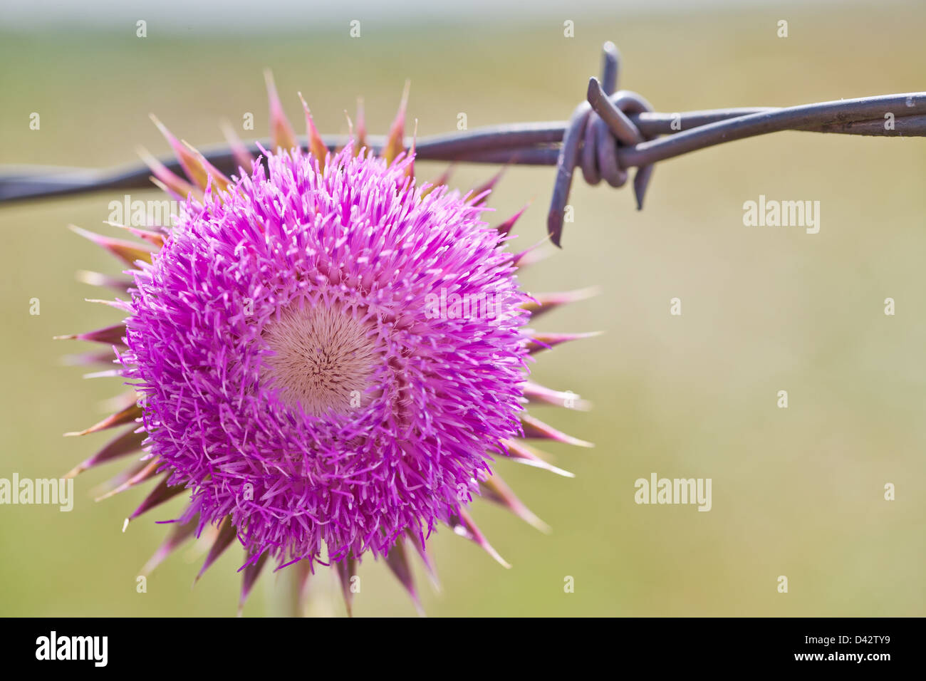 Round purple thistle flower à côté d'un vieux fil barbelé. Banque D'Images