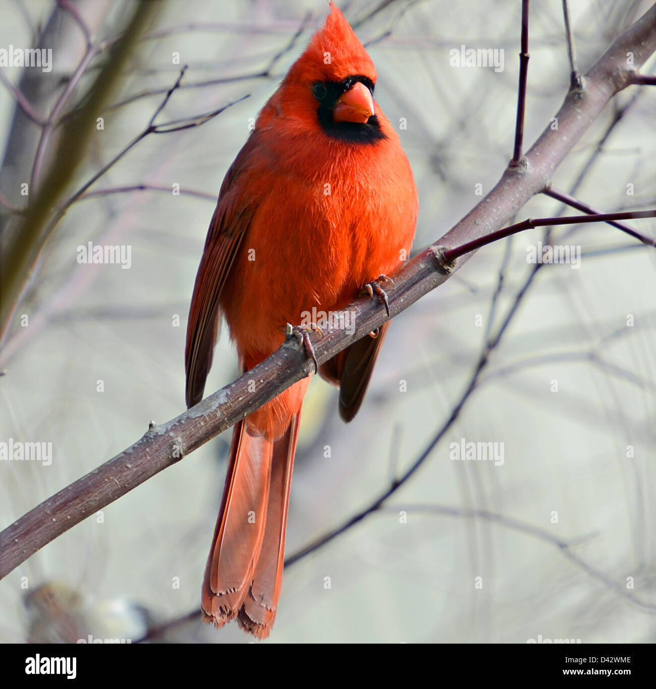 Un beau mâle rouge cardinal sur la branche d'un arbre. Banque D'Images