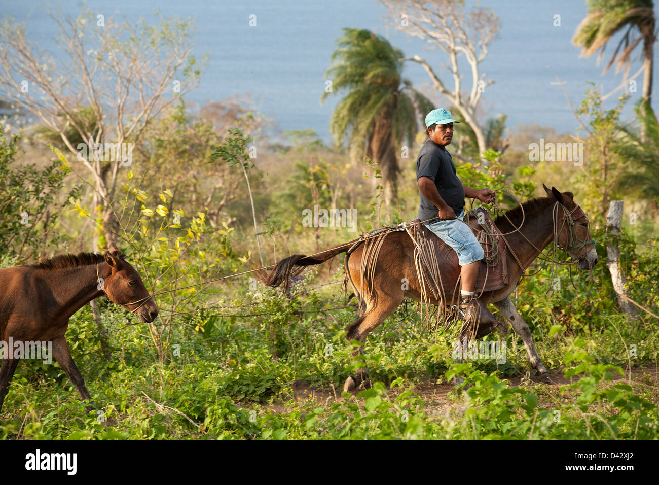 Les travailleurs agricoles à travers le plantain Ometepe champs au milieu du lac Nicaragua Banque D'Images