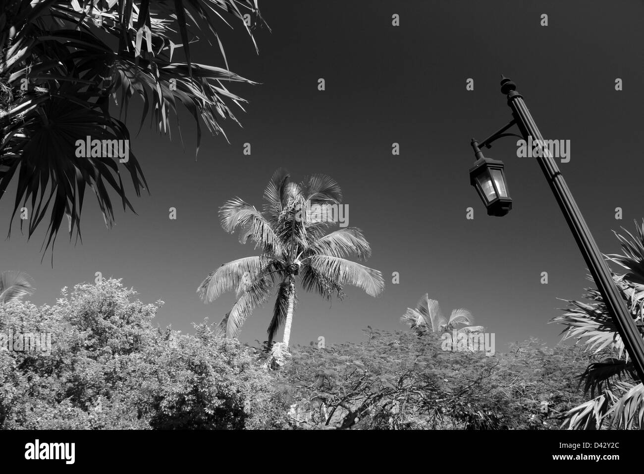 Key West Tropical Banque D'Images