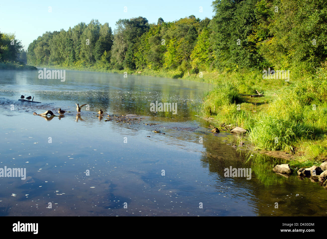 Duck nager dans l'eau de la rivière qui coule fogy misty bay dans le soleil levant. Banque D'Images