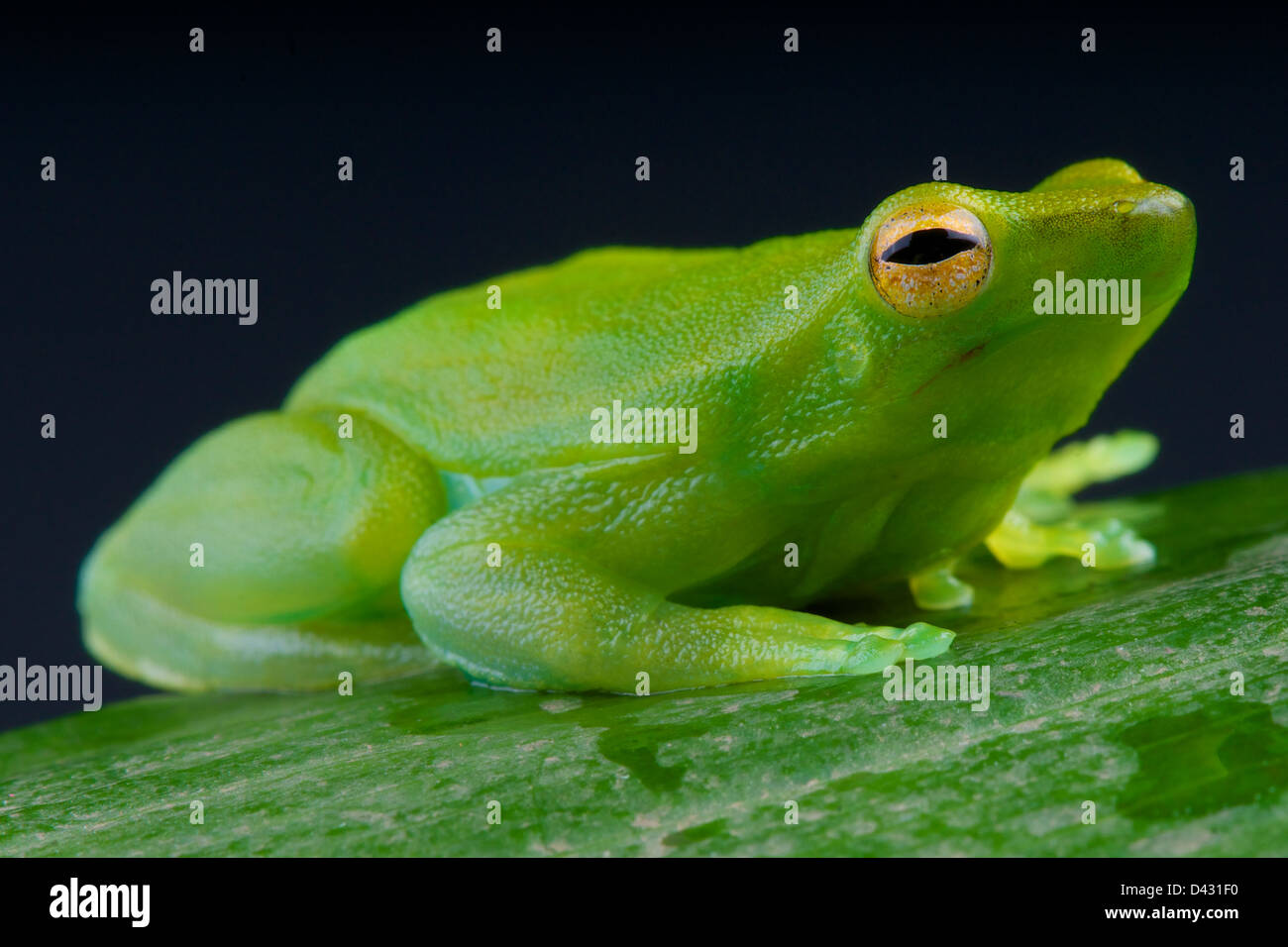 La chaux de l'orénoque / treefrog Sphaenorhynchus lacteus Banque D'Images