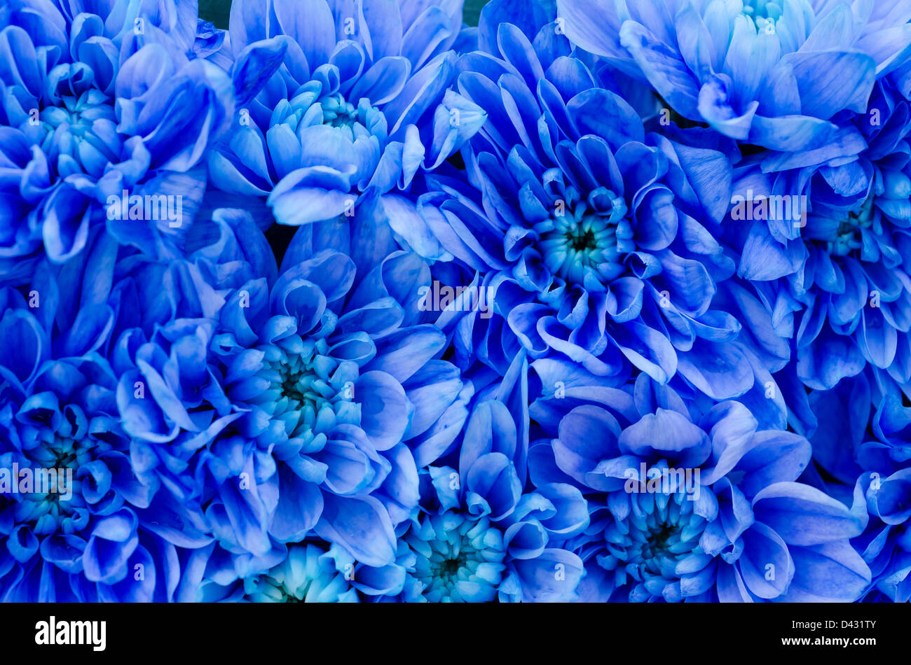 The blue dahlia Banque de photographies et d'images à haute résolution -  Alamy