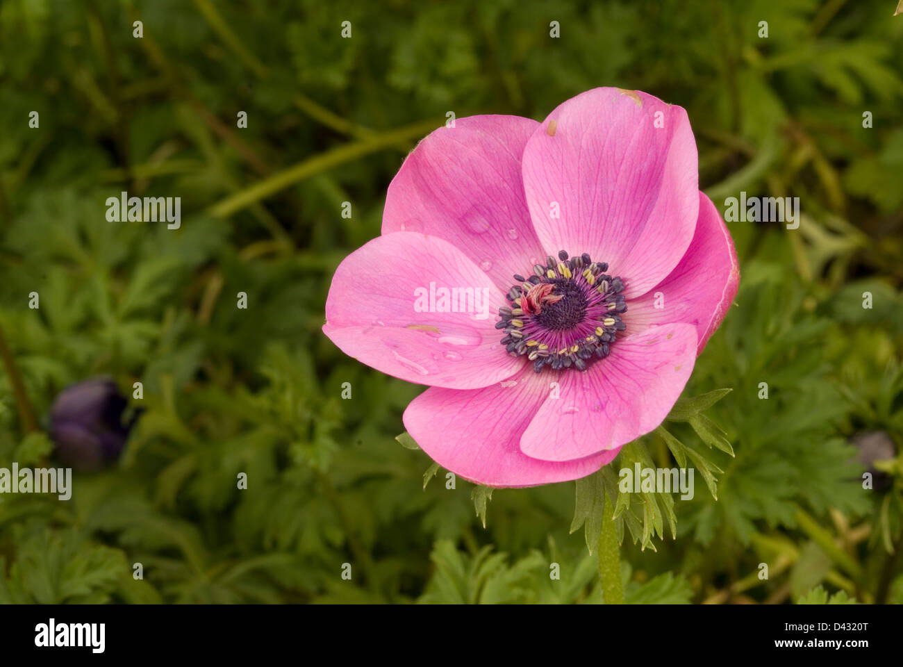 Anémone anémone coronaria pavot, Ranunculaceae Banque D'Images