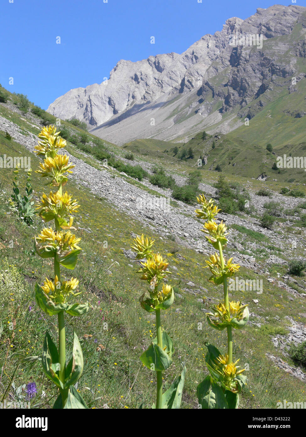 Gentiana lutea,licony,val d'aoste, Italie Banque D'Images