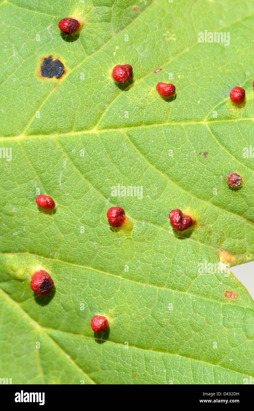 Red Pea Gall ou Bean Gall aka Red Currant Gall ou Red-Wart Gall, Cynips divisa ou Cynips discha, sur le dessous ou Quercus Oak Leaf Banque D'Images