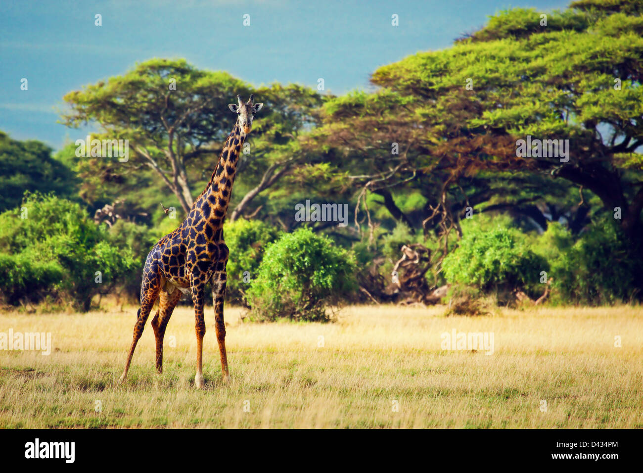 Girafe unique sur la savane. Safari à Amboseli, Kenya, Africa Banque D'Images