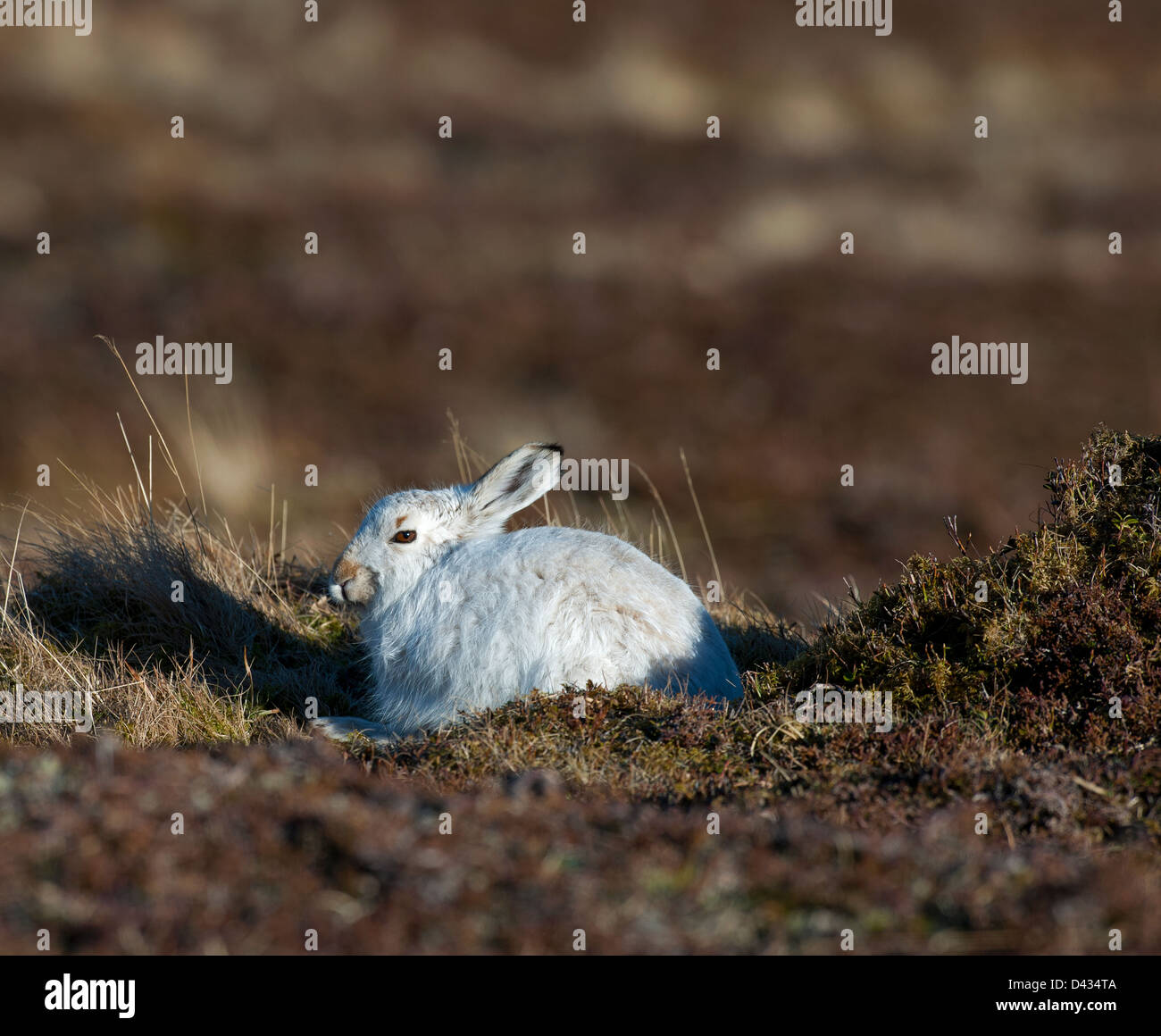 Un bleu écossais lièvre Lepus timidus scoticus dans son manteau blanc d'hiver. 8968 SCO Banque D'Images