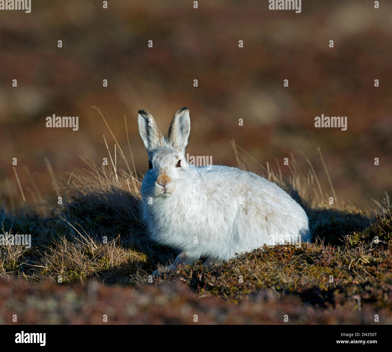 Un bleu écossais lièvre Lepus timidus scoticus dans son manteau blanc d'hiver. 8970 SCO Banque D'Images