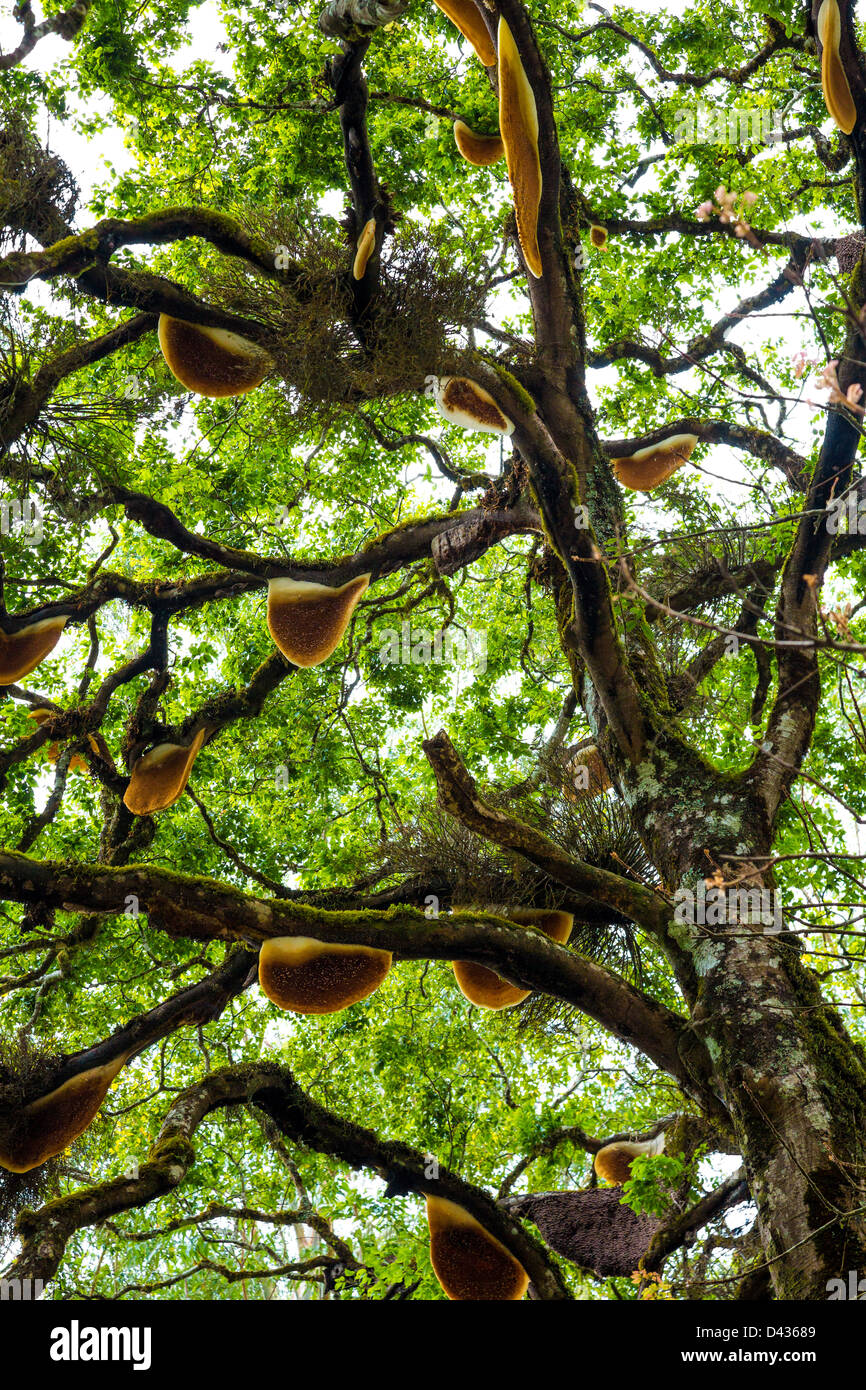 Miel en Inde. Ruche qui pèsent sur un arbre. Banque D'Images