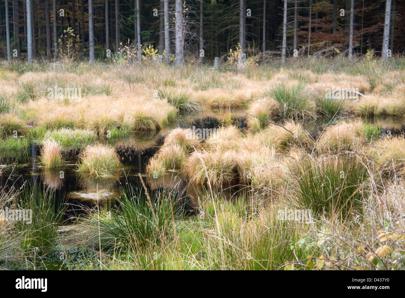 Détail d'un marais dans le sud de l'Allemagne au moment de l'automne Banque D'Images