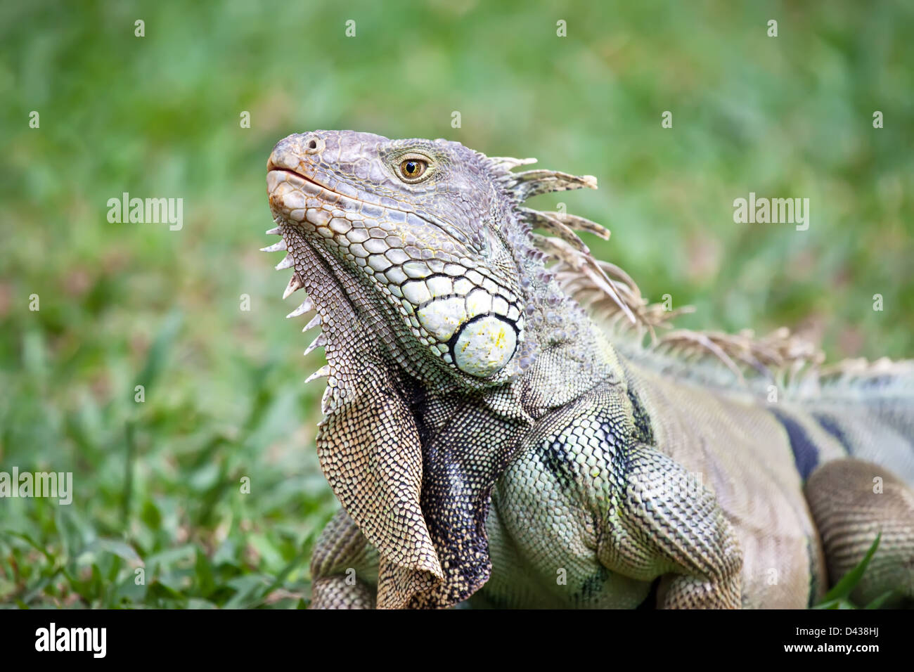 Grand iguane Banque D'Images