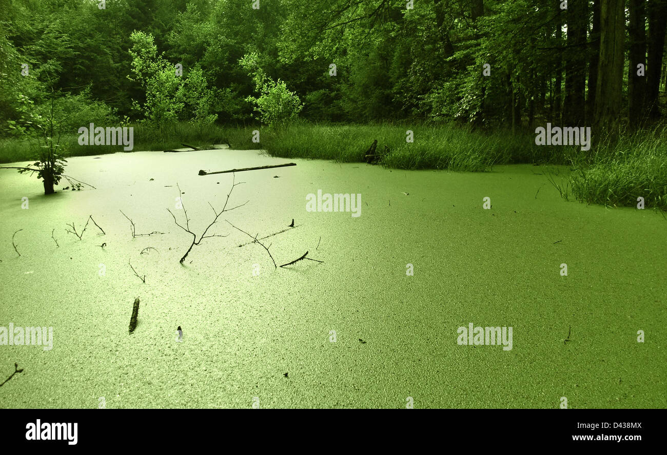 Un petit vert éclatant tarn envahis par les lentilles d'eau au bord d'une forêt dans le sud de l'Allemagne à l'heure d'été Banque D'Images