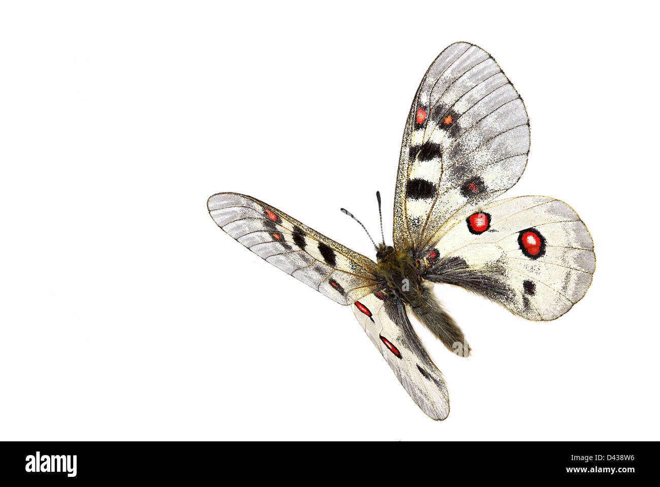 Petit Apollon (Parnassius phoebus) en vol Banque D'Images Petit Apollon (Parnassius phoebus) en vol Banque D'Images
