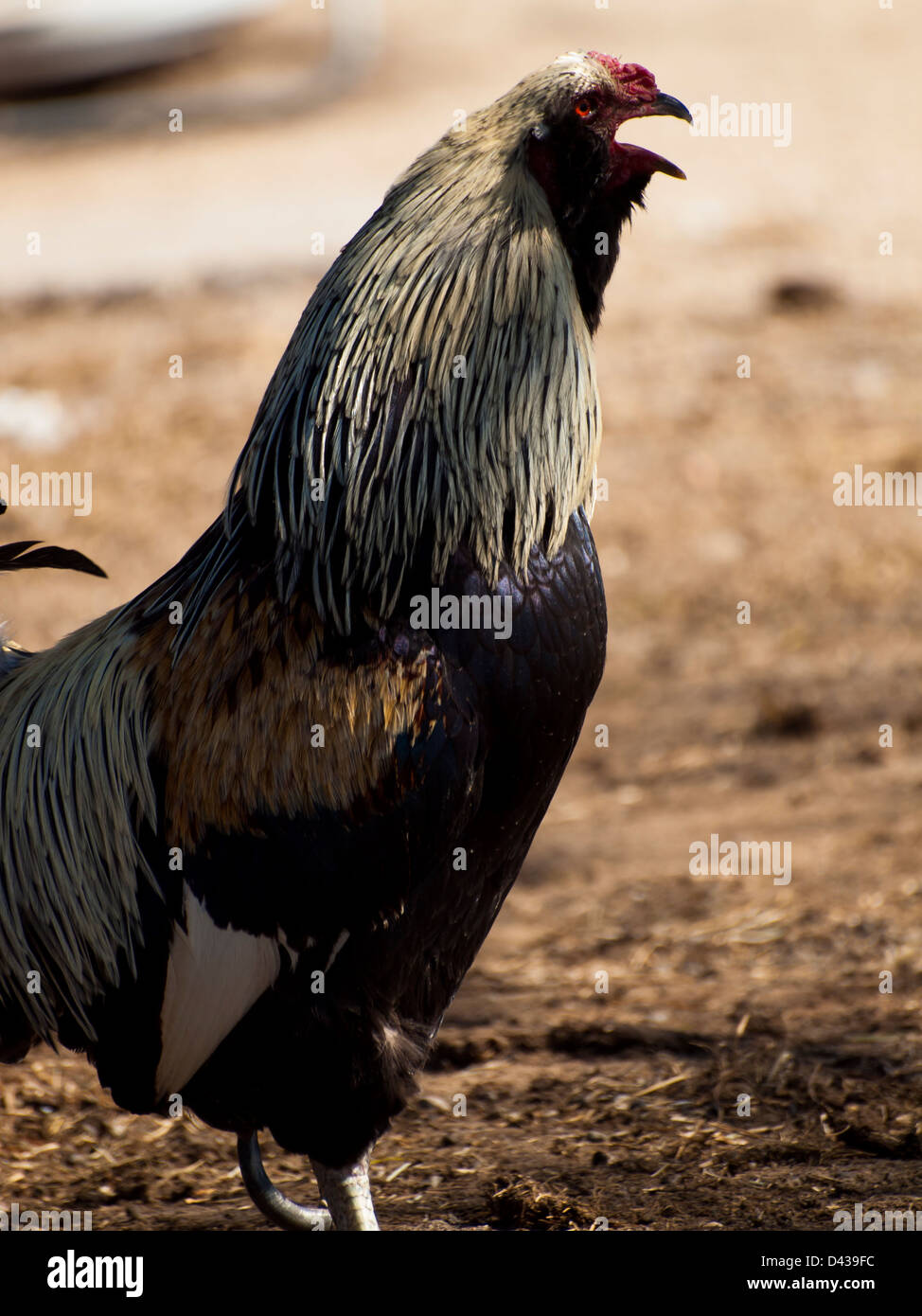 Un poulet fermier d'une petite ferme dans le Colorado. Banque D'Images