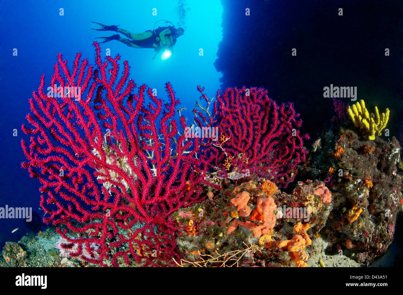 Paramuricea clavata, rouge ou pourpre grande gorgones et scuba diver, Croatie, Mer Méditerranée, le Parc National de Kornati Banque D'Images