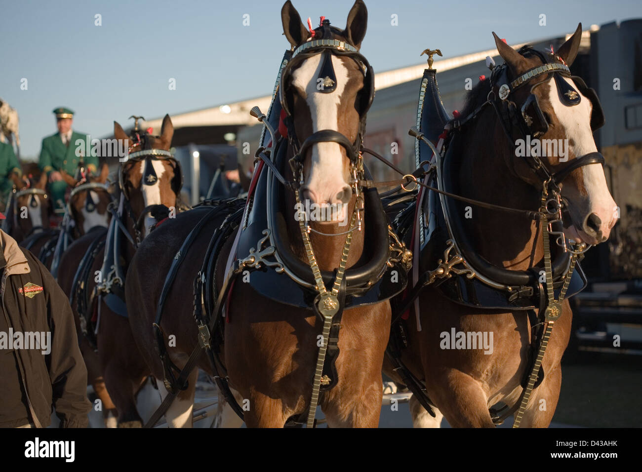 Budweiser Clydesdales Banque D'Images