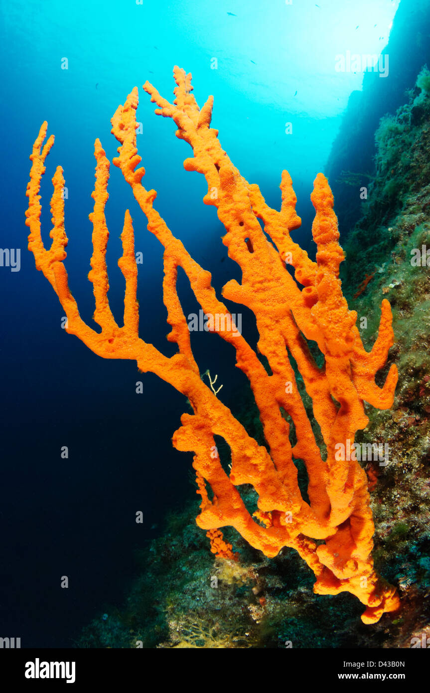 Axinella polypoides, comoon bois orange éponge, Croatie, Mer Méditerranée, le Parc National de Kornati Banque D'Images