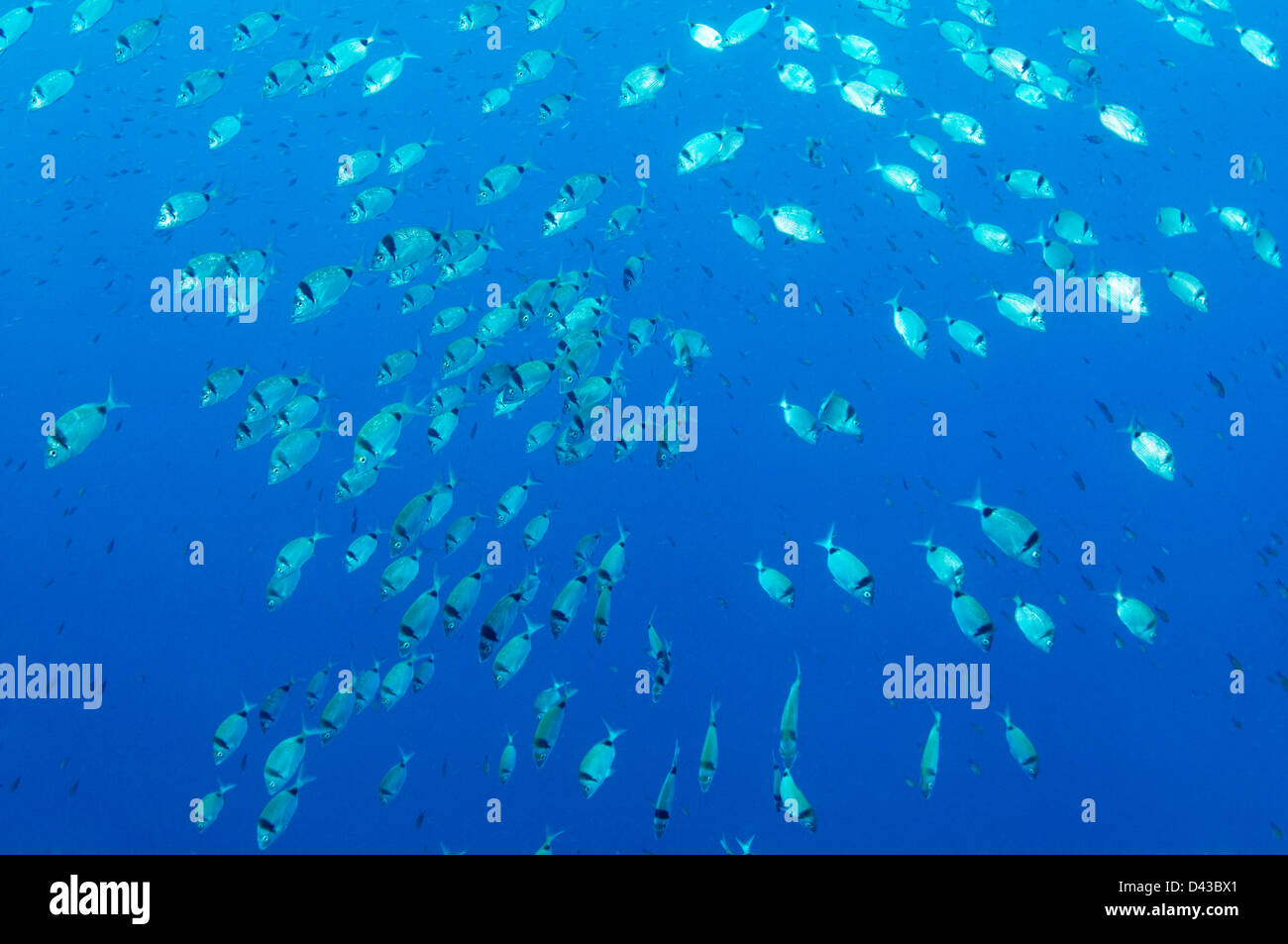 Diplodus vulgaris, hauts-fonds twobanded dorade royale, Croatie, Mer Méditerranée, le Parc National de Kornati Banque D'Images