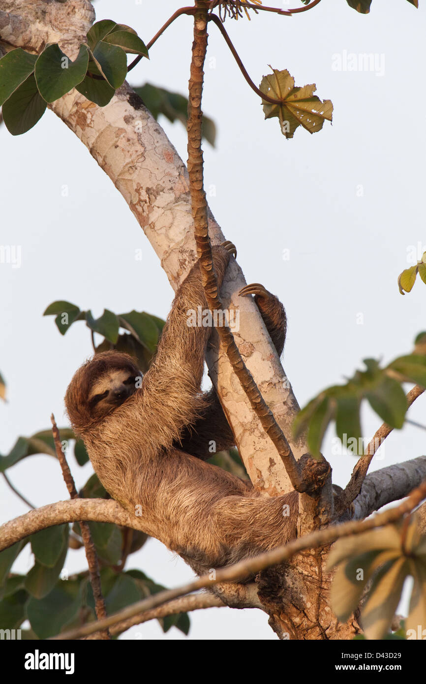 Trois-toed Sloth, Bradypus variegatus, dans un arbre à côté de Cecropia Rio Chagres, parc national de Soberania, République du Panama. Banque D'Images