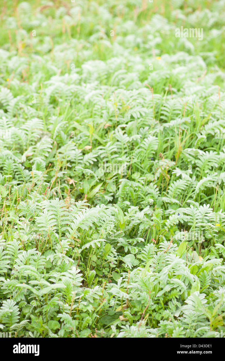 Silverweed, Potentilla anserina Banque D'Images