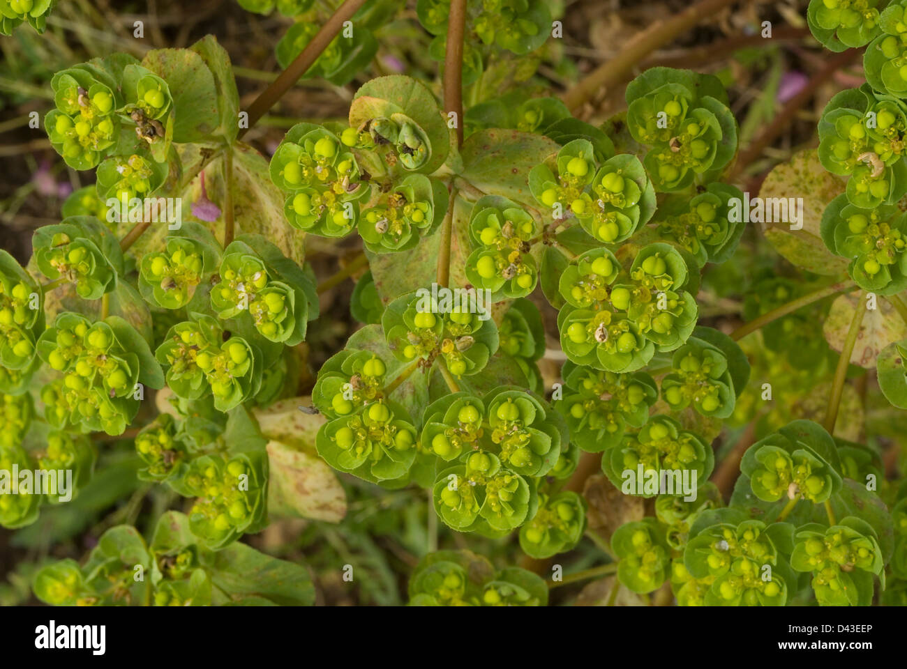 Euphorbia helioscopia Euphorbe Sun, Euforbiaceae, Roma, lazio, Italie Banque D'Images