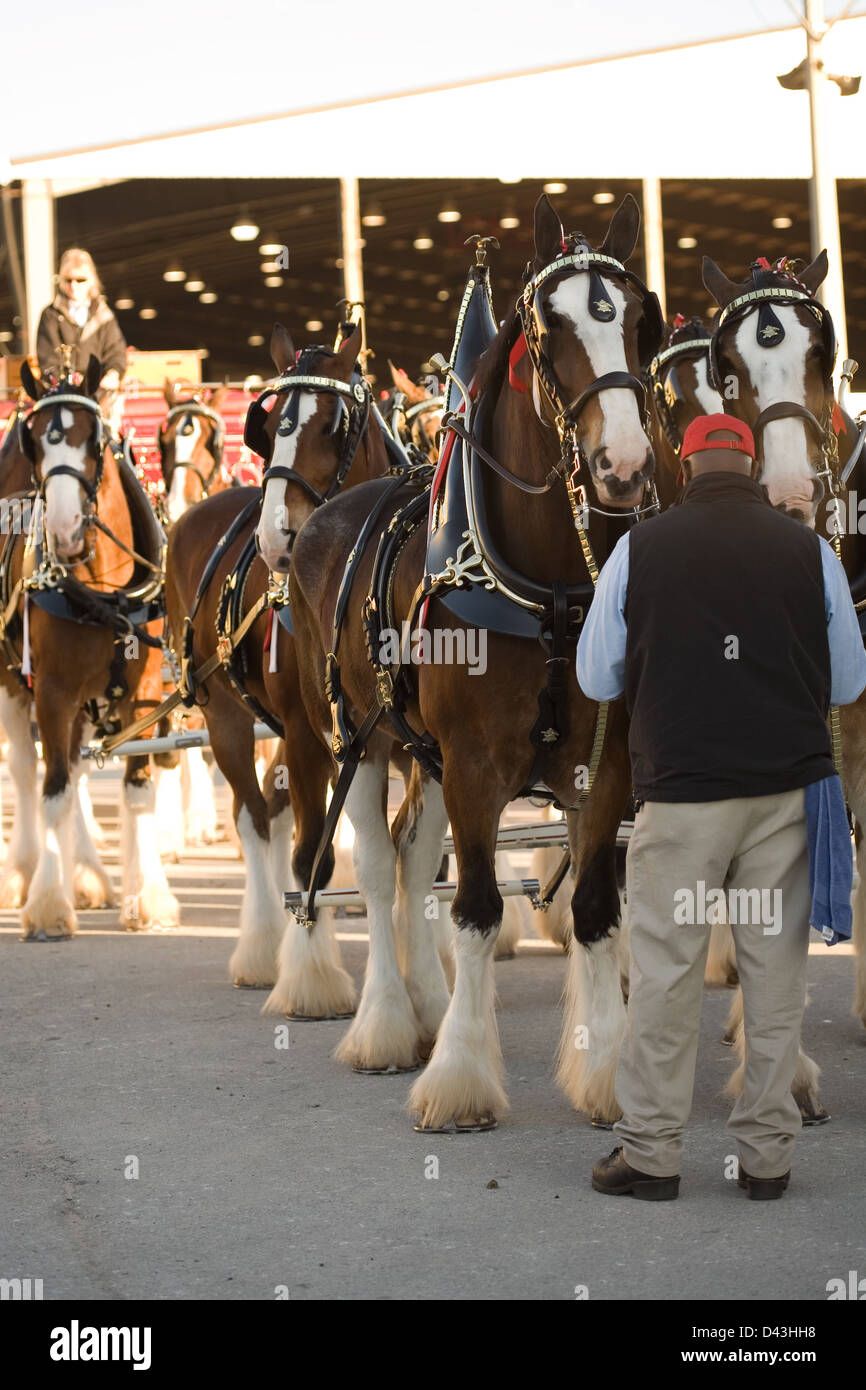 Budweiser Clydesdales Banque D'Images