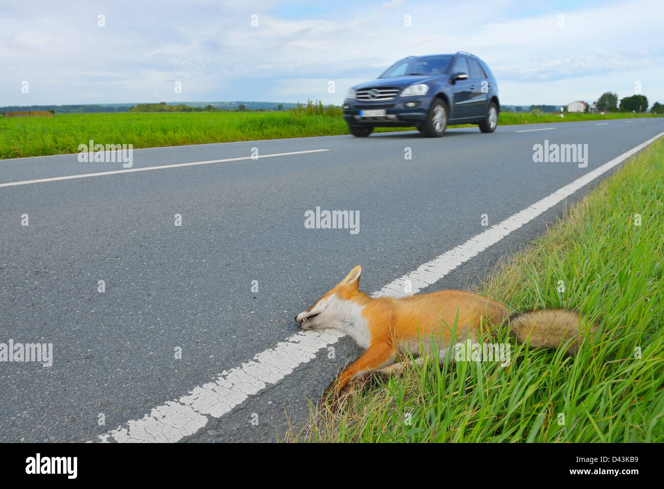 Le Renard Mort Sur Le Bas Cote De La Route Hesse Allemagne Photo Stock Alamy