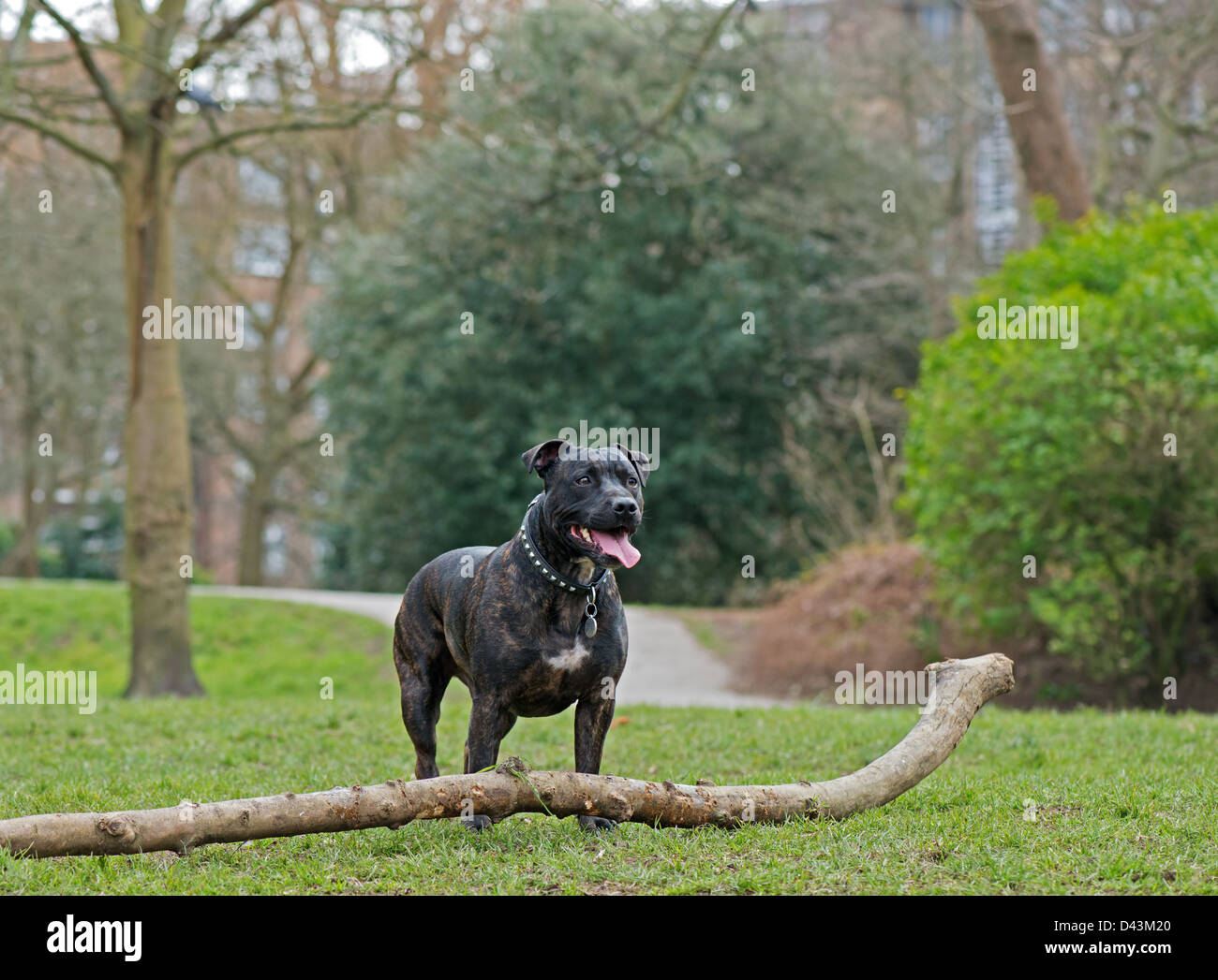 STAFFORDSHIRE BULL TERRIER Chien (Canis lupus familiaris) DANS LE PARC. UK Banque D'Images