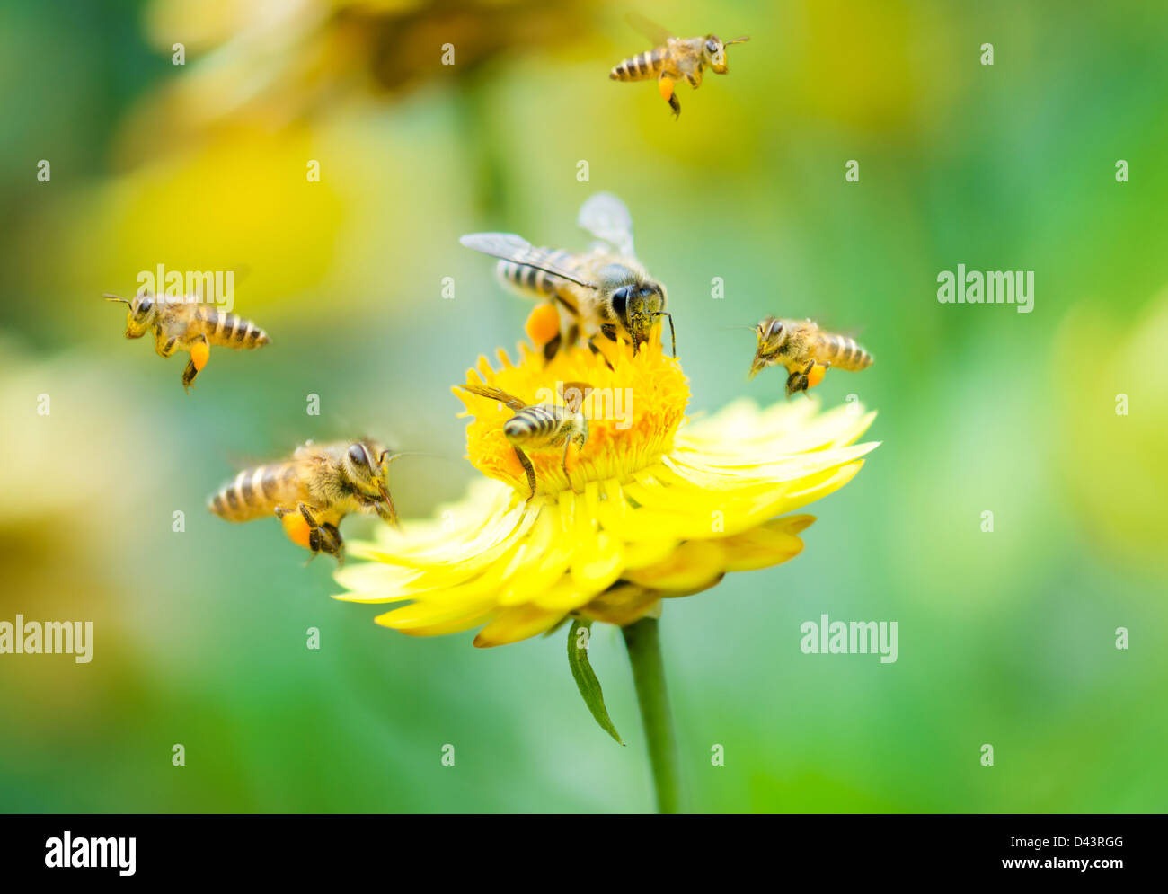 Gros plan sur un groupe d'abeilles fleurs Daisy Banque D'Images