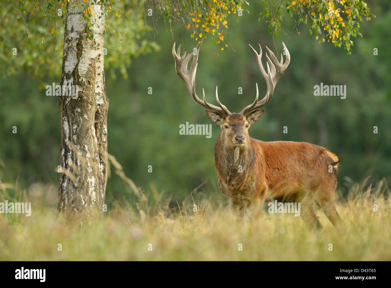 Red Deer, Saxe, Allemagne Banque D'Images