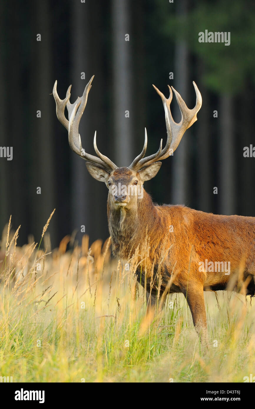 Red Deer, Saxe, Allemagne Banque D'Images