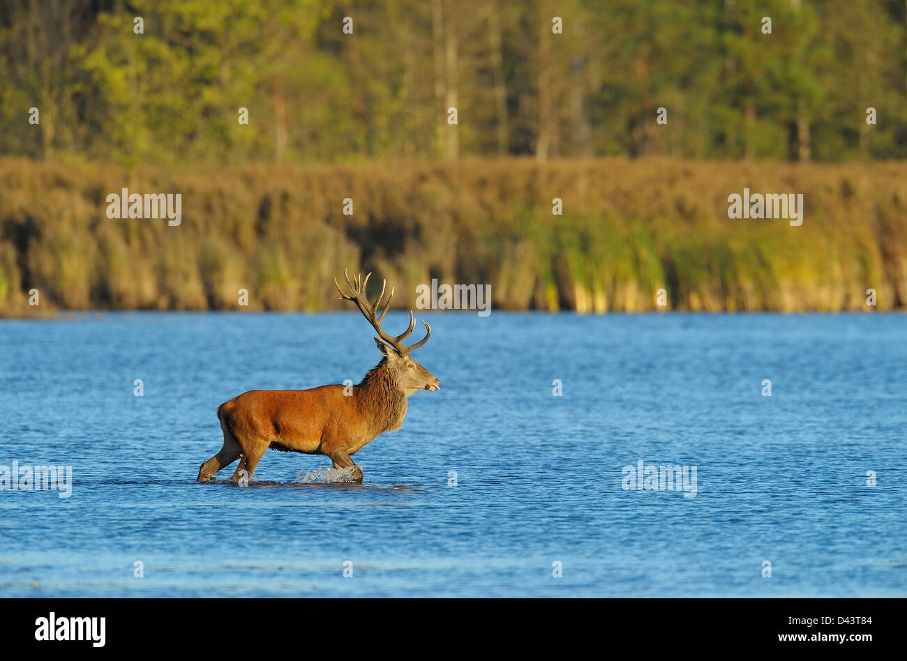 Red Deer, de la biosphère, Haute Lusace, en Saxe, Allemagne Banque D'Images