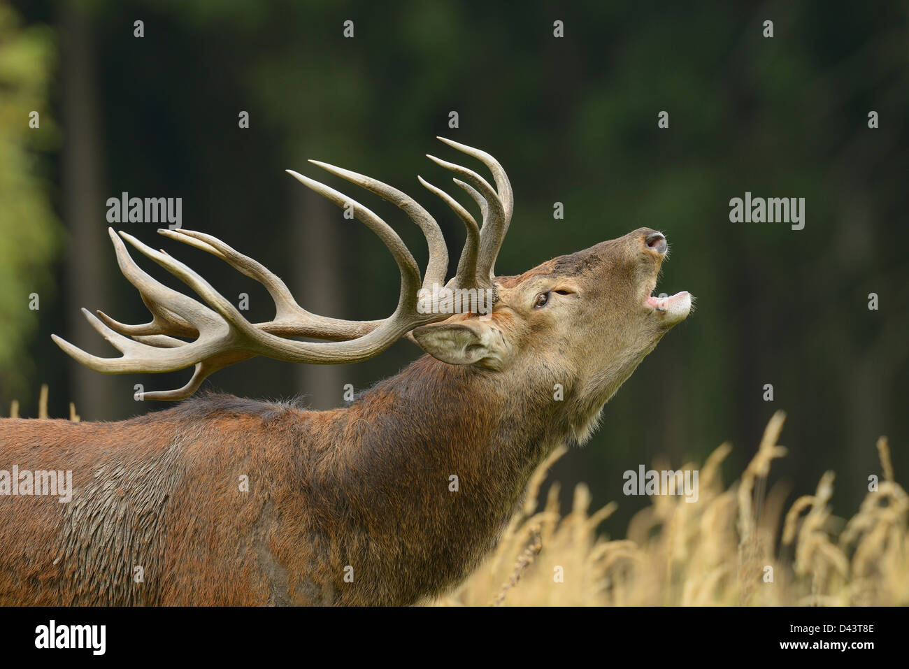 Red Deer pendant la saison du rut, Saxe, Allemagne Banque D'Images