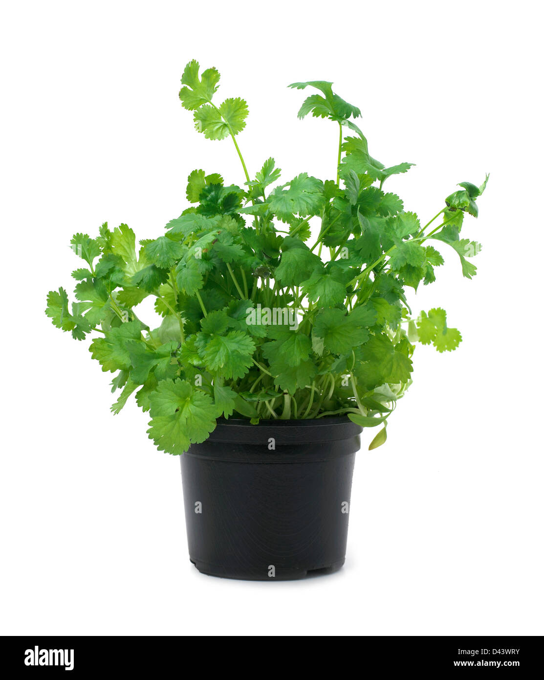 Coriandre plante en pot découper le fond blanc Banque D'Images