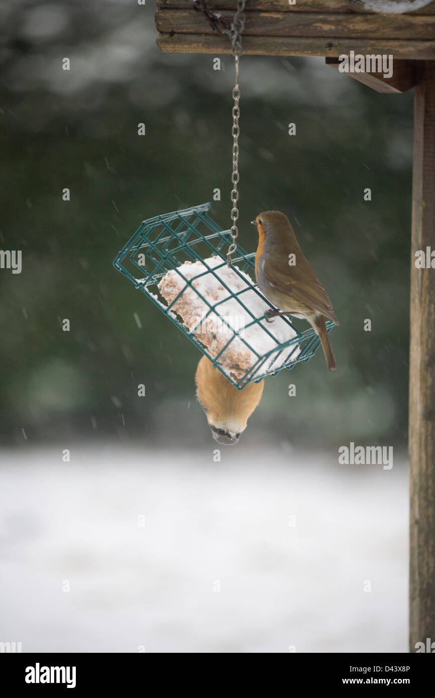 Un merle et une blanche ensemble sur un jardin d'alimentation. Banque D'Images