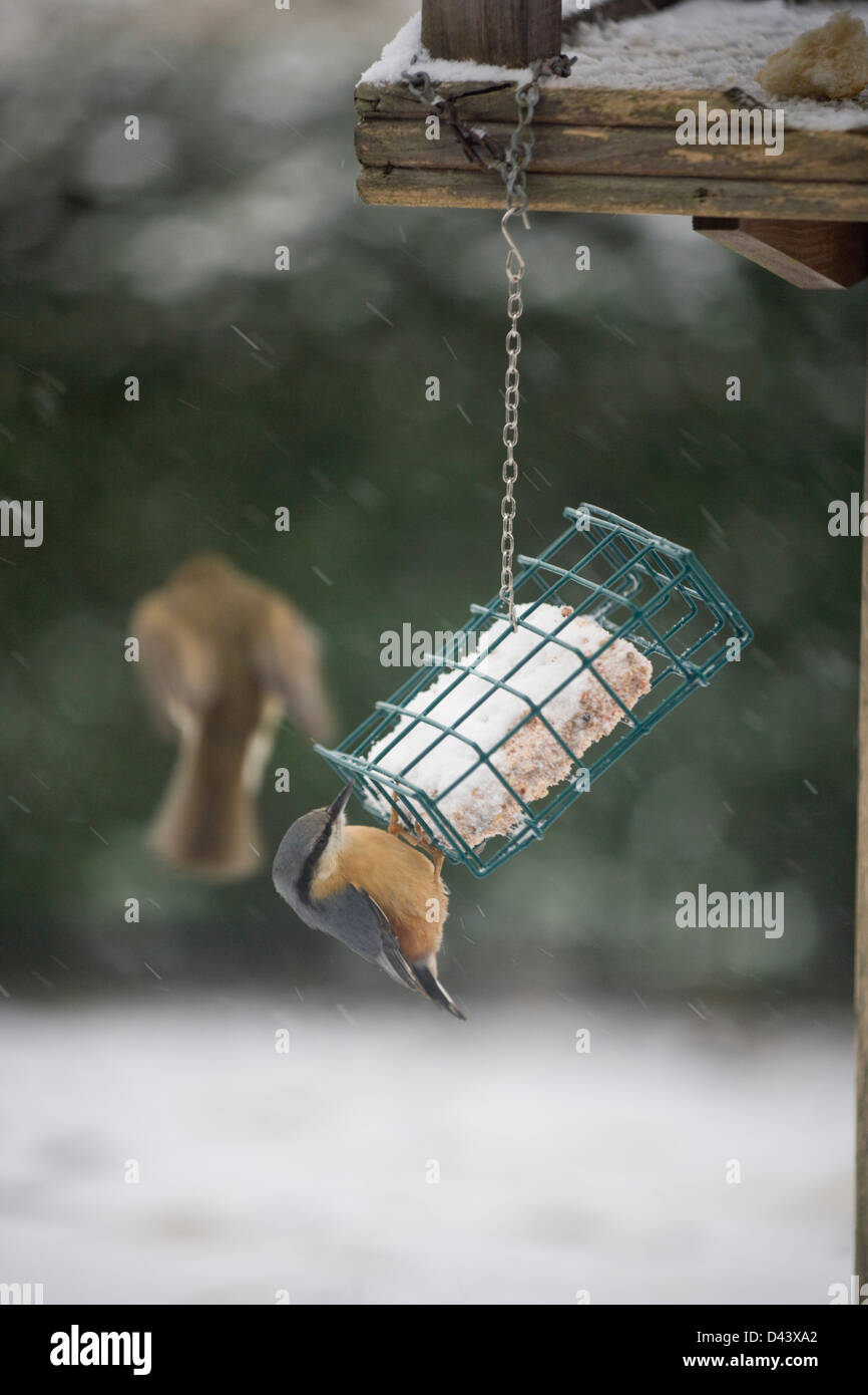 Un jardin sur une Sittelle à l'hiver. Banque D'Images