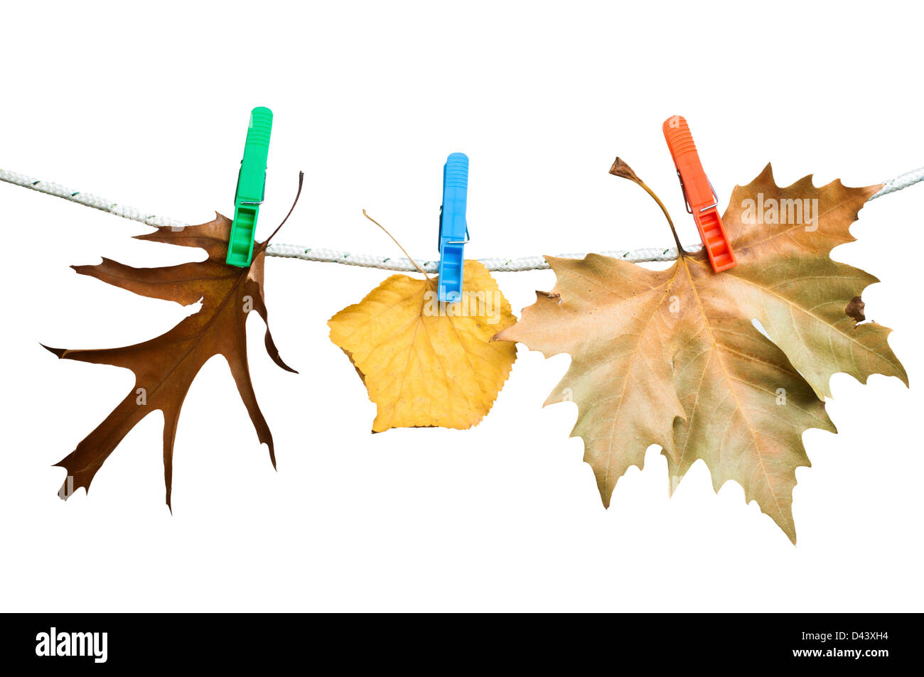 Les feuilles d'automne sur une corde. Isolé blanc Banque D'Images