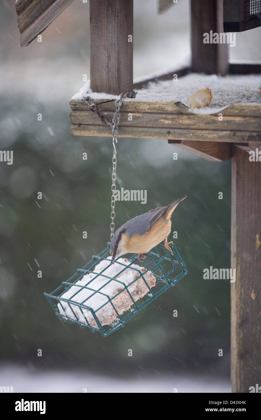 Sur un chargeur sittelle jardin dans la neige. Banque D'Images