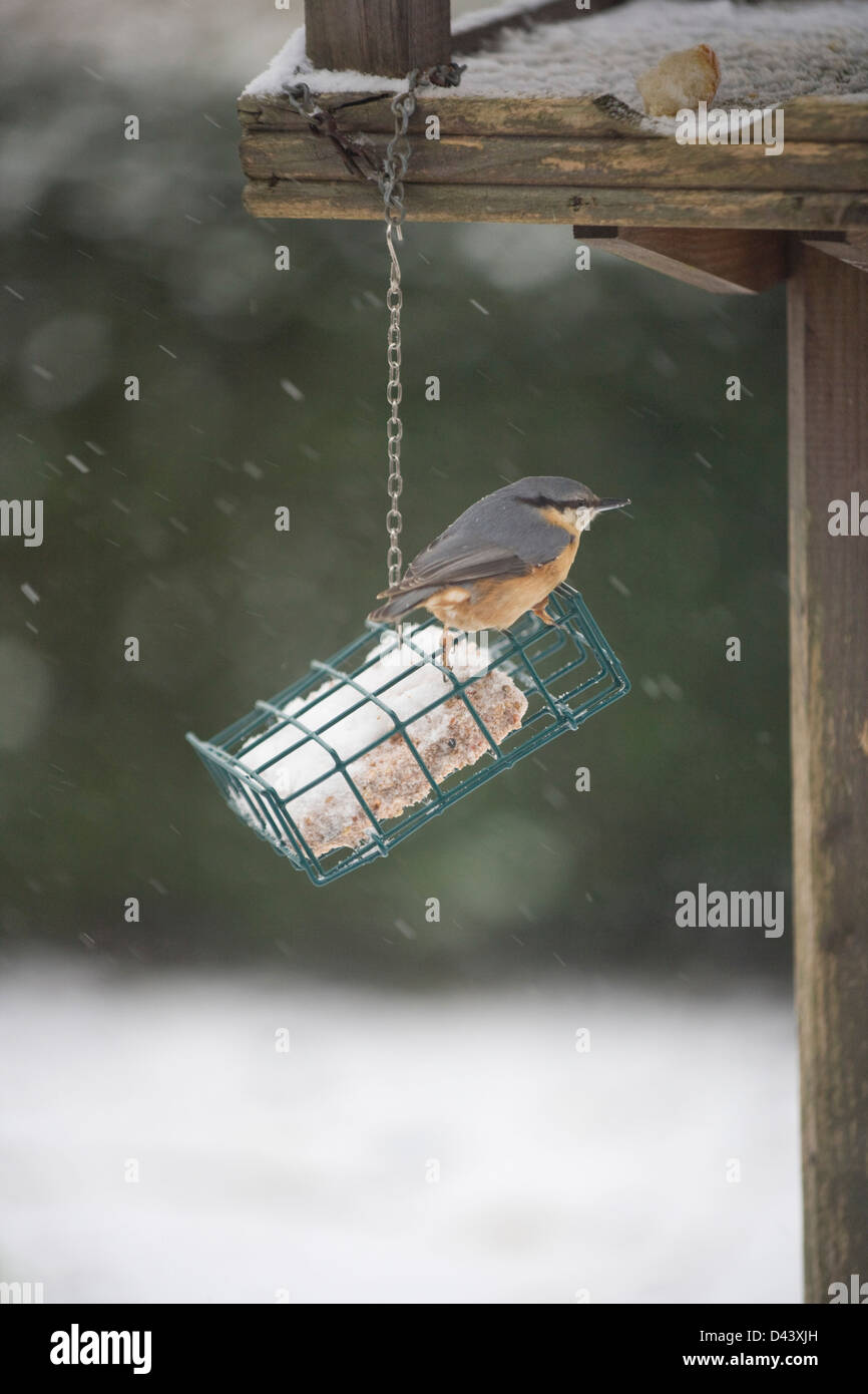 Sur un chargeur sittelle jardin dans la neige. Banque D'Images