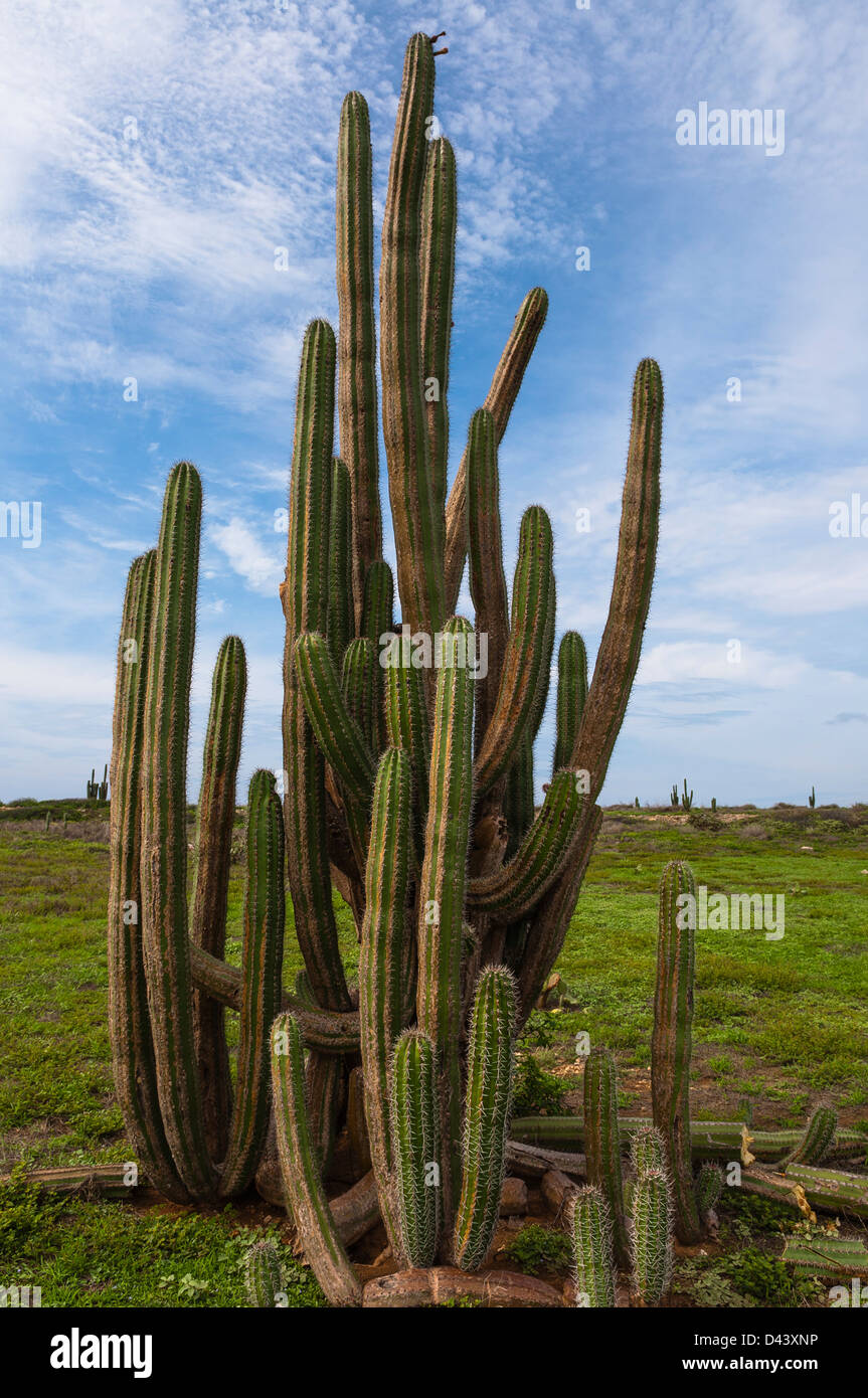 Cactus, Aruba, Lesser Antilles, Caribbean Banque D'Images