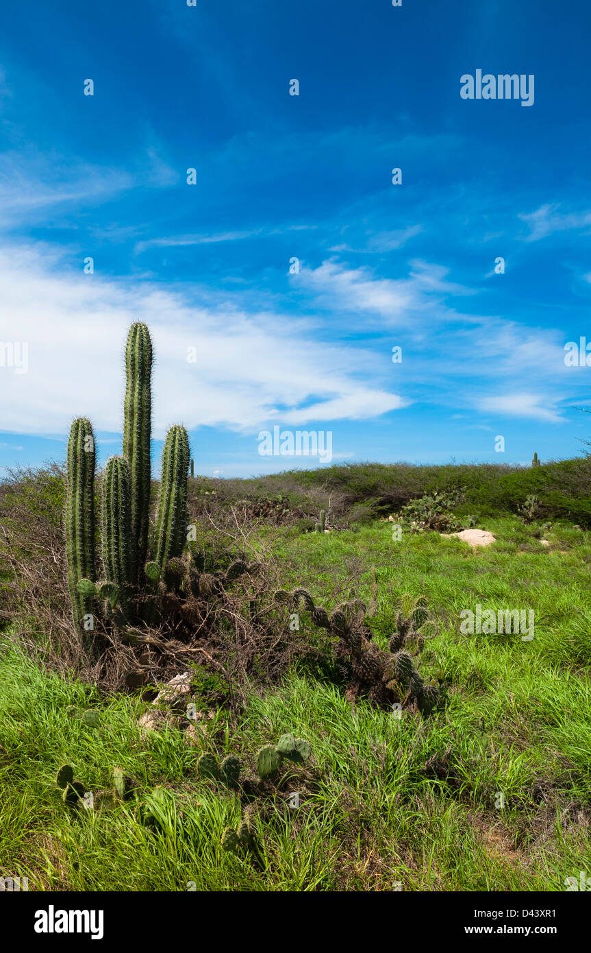 Scenic avec Cactus, côte nord de l'Aruba, Lesser Antilles, Caribbean Banque D'Images